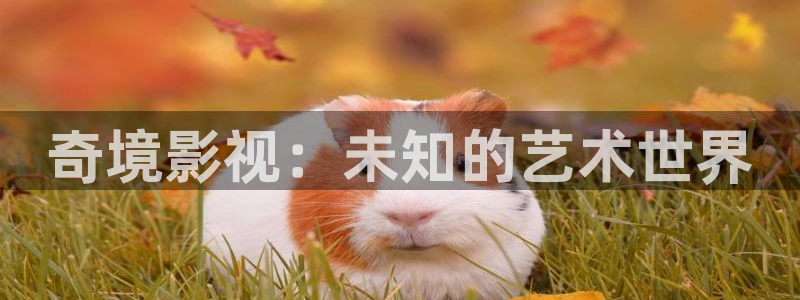 窝窝影院在线观看电视剧全职高手：奇境影视：未知的艺术世界